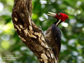 Pale-billed Woodpecker