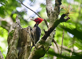 Pale-billed Woodpecker