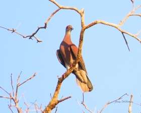 Pale-vented Pigeon