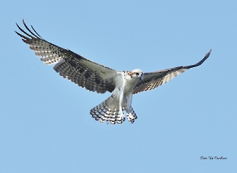 Pandion haliaetus