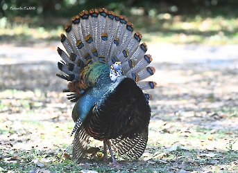 Pavo ocelado