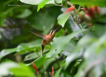Phaethornis-striigularis