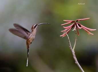 Phaethornis longirostris