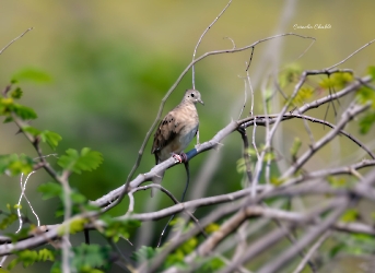 Plain-breasted Ground Dove