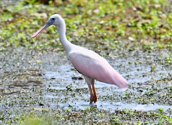 Platalea ajaja