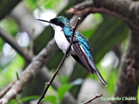 Purple-crowned Fairy