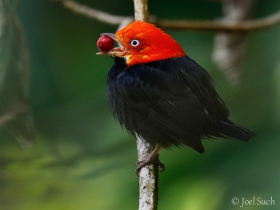 Red-capped Manakin