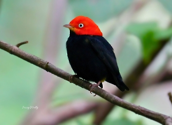 Red-capped Manakin