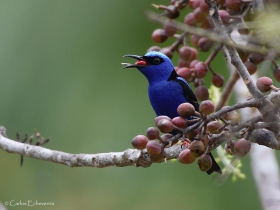 Red-legged Honeycreeper