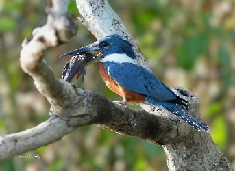 Ringed Kingfisher