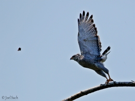 Roadside Hawk