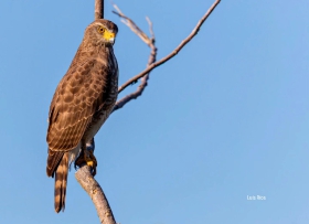 Roadside Hawk