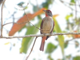 Rose-trhoated Tanager (Endémica regional)