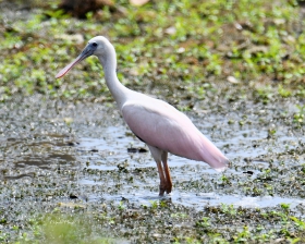 Rose Spoonbill