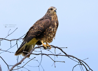 Rostrhamus sociabilis