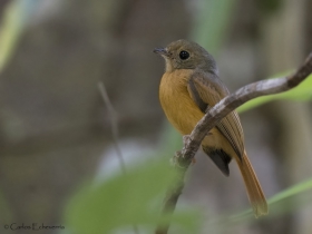 Ruddy-tailed Flycatcher-estacion-biologica-las-guacamayas