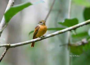 Ruddy-tailed Flycatcher