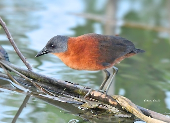 Ruddy Crake