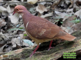 Ruddy Quail-Dove-estacion-biologica-las-guacamayas