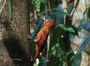 Ruddy Woodcreeper