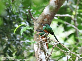 Rufous-tailed-Jacamar