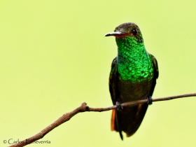 Rufous-tailed Hummingbird