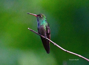 Rufous-tailed Hummingbird