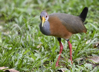 Russet-naped Wood-Rail