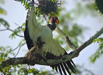 Sarcoramphus papa