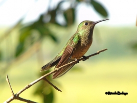 Scaly-breasted Hummingbird