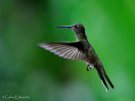 Scaly-breasted hummingbird