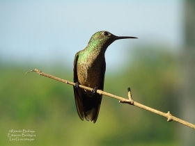 Scaly-breasted Hummingbird