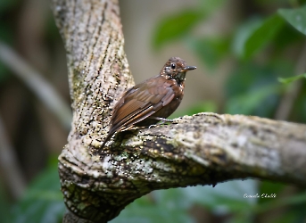Scaly-throated Leaftosser