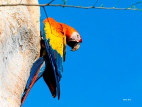 Scarlet-Macaw