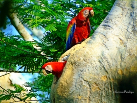 Scarlet Macaw