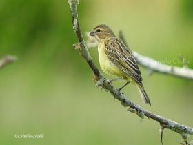 Sicalis luteola