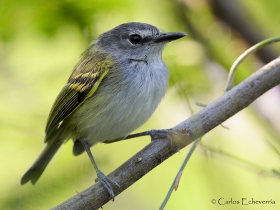 Slate-headed Tody-Flycatcher-estacion-biologica-las-guacamayas