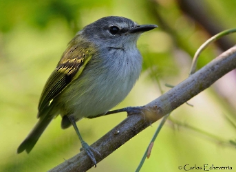 Slate-headed Tody Flycatcher
