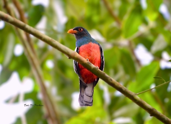Slaty-tailed Trogon