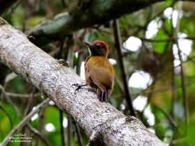 Smoky-brown Woodpecker