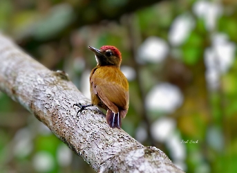 Smoky-brown Woodpecker