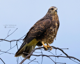 Snail Kite