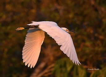 Snowy Egret