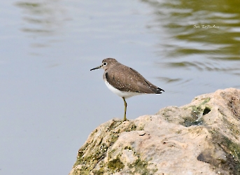 Solitary Sandpiper