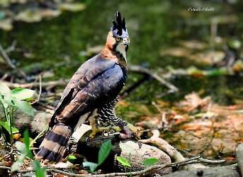 Spizaetus ornatus