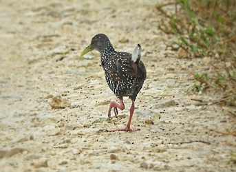 Aves
