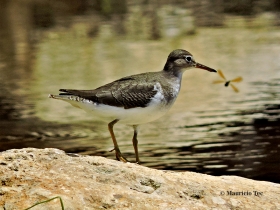 Spotted Sandpiper-juvenil