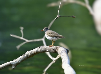 Spotted Sandpiper