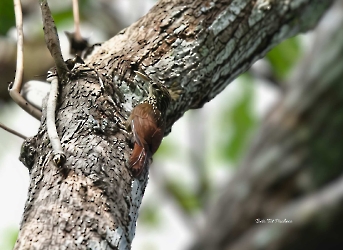 Streak-headed Woodcreeper