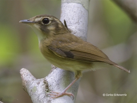 Stub-tailed Spadebill-estacion-biologica-las-guacamayas